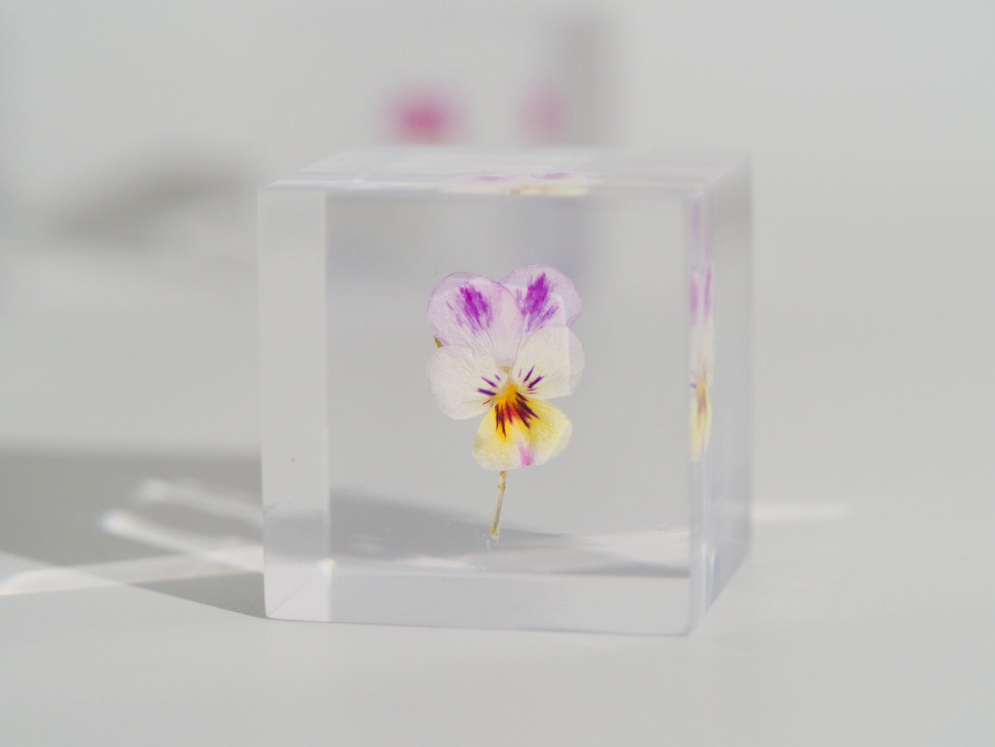 Flower cube, Pansy