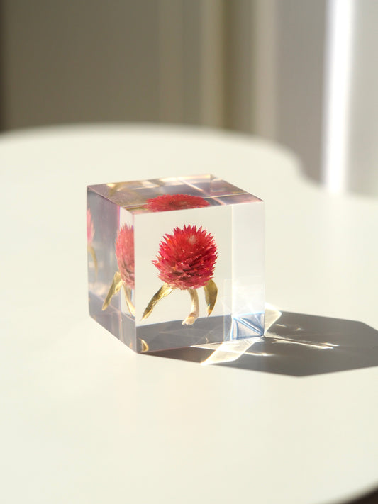 Flower cube, Globe amaranth ( red )