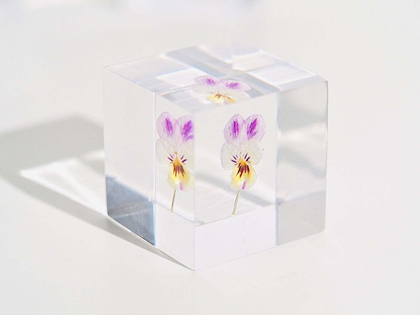 Flower cube, Pansy