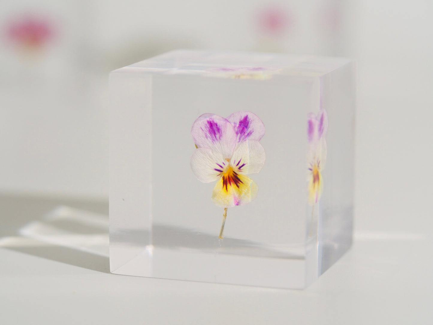 Flower cube, Pansy