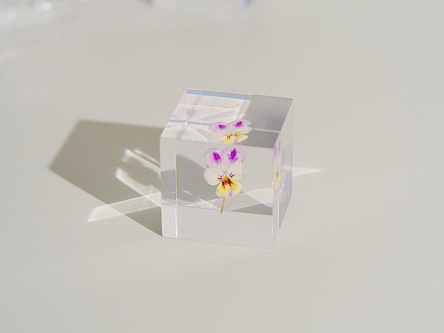 Flower cube, Pansy