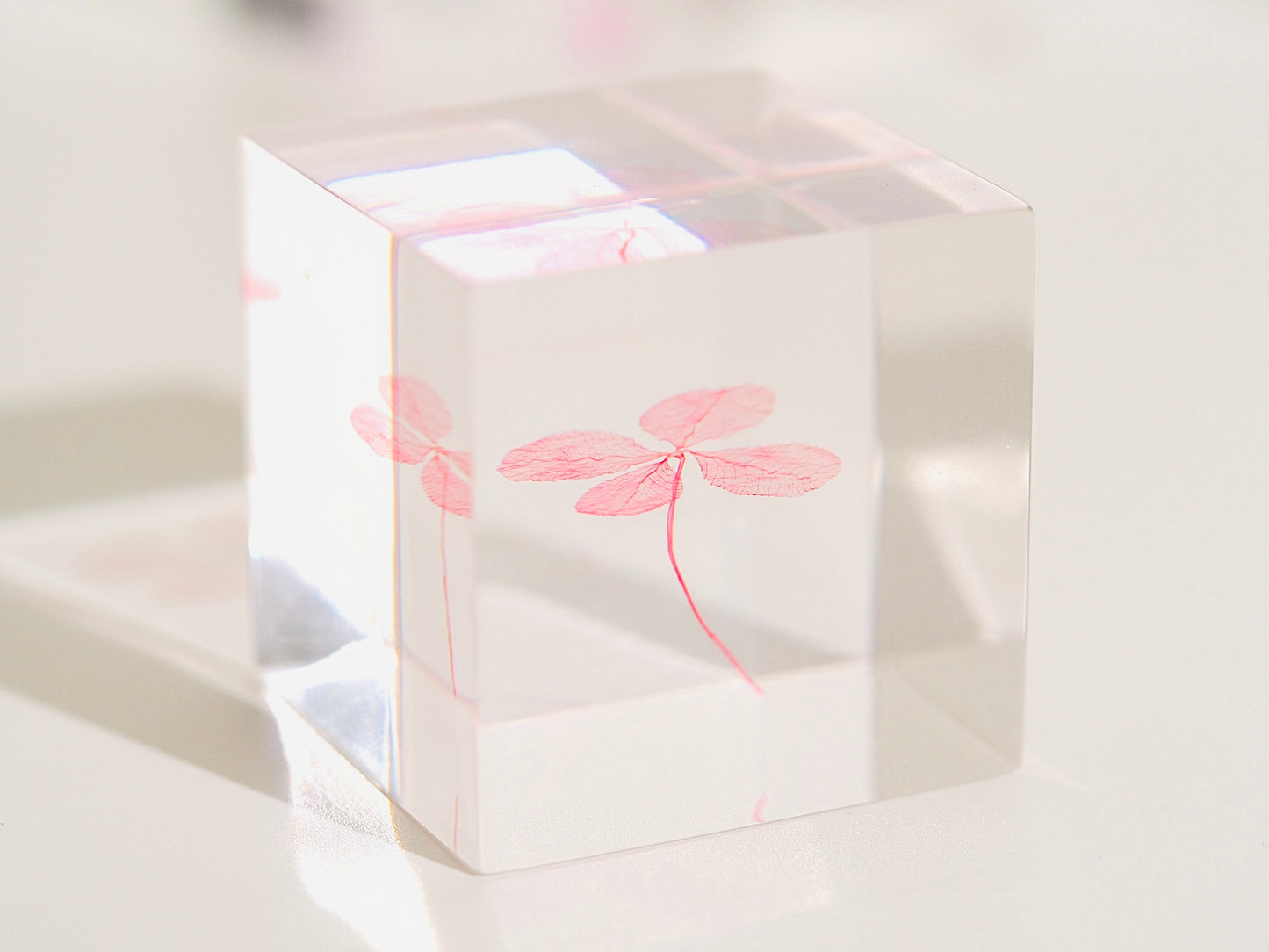 Four leaf clover cube ( pure pink )