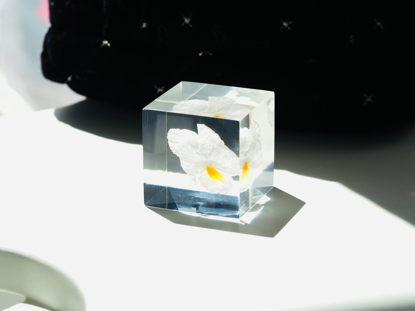 Flower cube, White pansy