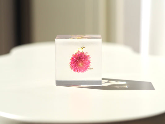 Flower cube, Globe amaranth ( pink )