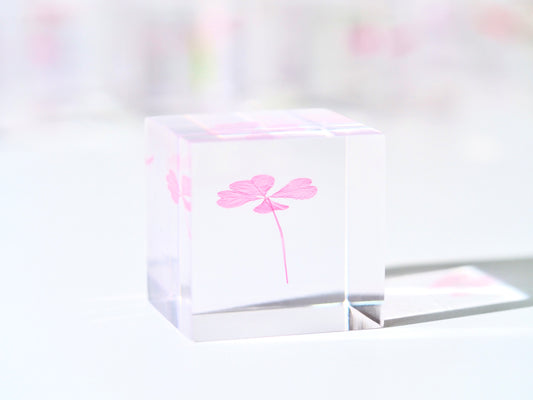 Fortune cube ( pure pink )